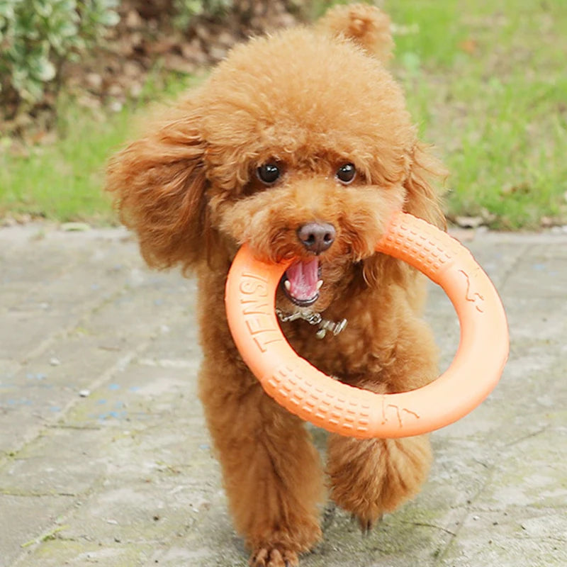 Ring fetch toy