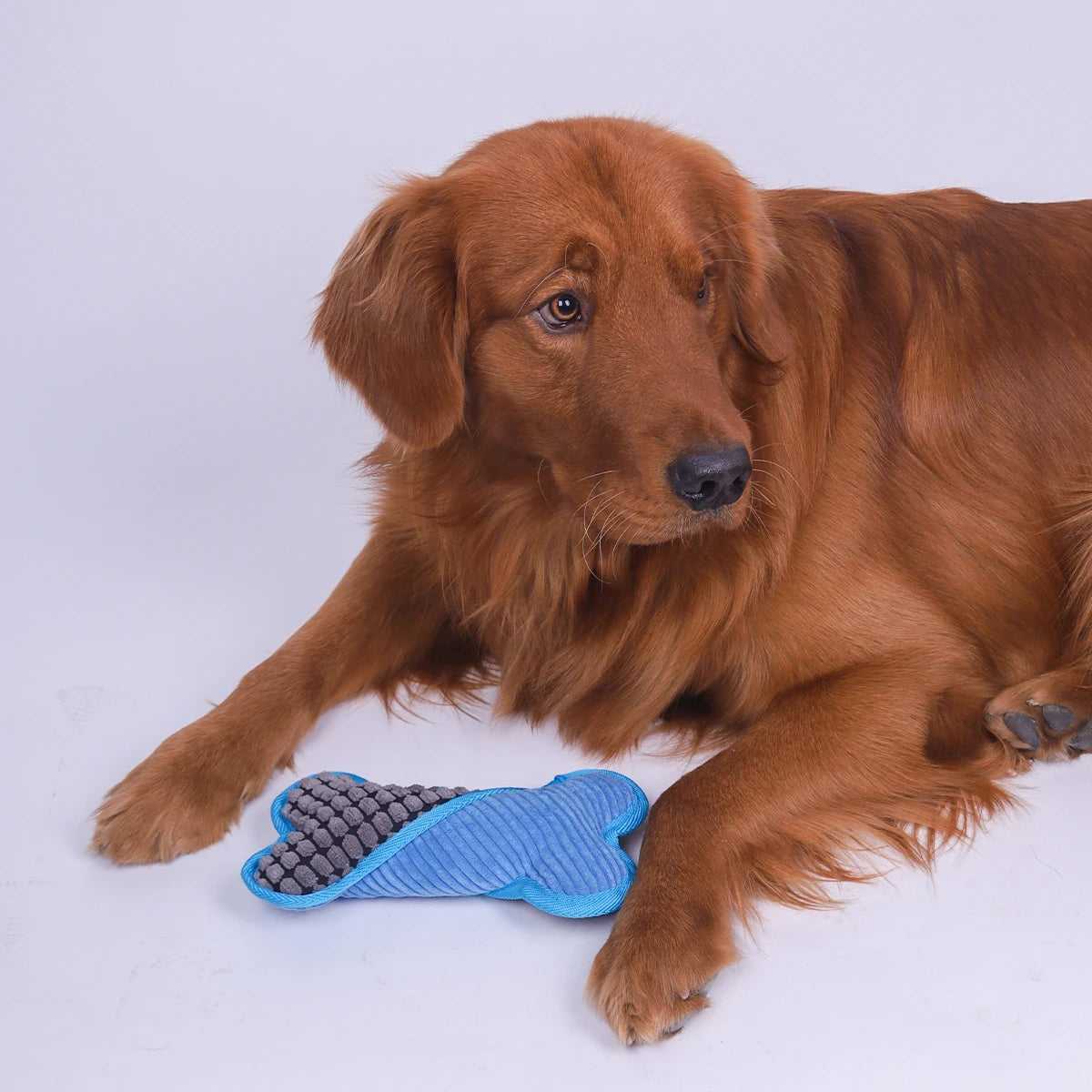 Bone shaped dog toy with squeaker